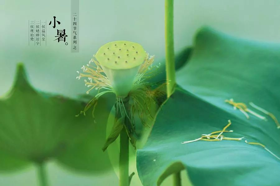 倏忽溫風(fēng)至，因循小暑來(lái)!