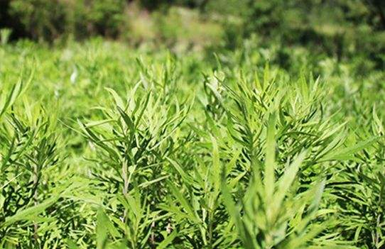 艾草艾葉在生活中有什么用途？